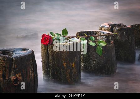 Schönes Blumenkonzept in geringer Schärfentiefe. Rote Rose auf einem Holzschimmel vor einem verschwommenen Meeresgrund. Stockfoto