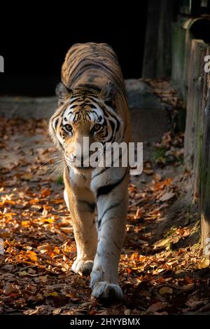 Vertikale Aufnahme eines schönen sibirischen Tigers, der auf einem Pfad mit Herbstblättern läuft Stockfoto