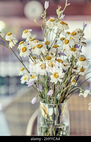Strauß wilder Gänseblümchen (Bellis perennis) in einem Glashaus in einem Haus. Stockfoto