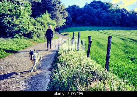Junge reife kaukasische Frau, die im Frühling mit ihrem Wolfhund auf einem Pfad im Freien läuft. Navarra, Spanien, Europa. Stockfoto