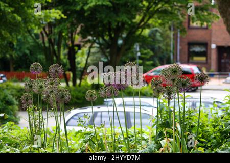 Nahaufnahme der Allium Hollandicum Blume oder persischer Zwiebel oder holländischer Knoblauch oder Purple Sensation mit Bokeh Hintergrund im sonnigen Sommer. Keine Personen. Stockfoto