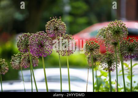 Nahaufnahme der Allium Hollandicum Blume oder persischer Zwiebel oder holländischer Knoblauch oder Purple Sensation mit Bokeh Hintergrund im sonnigen Sommer. Keine Personen. Stockfoto