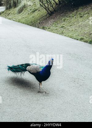 Männlicher Pfau mit hellem Gefieder, der auf der Straße geht Stockfoto