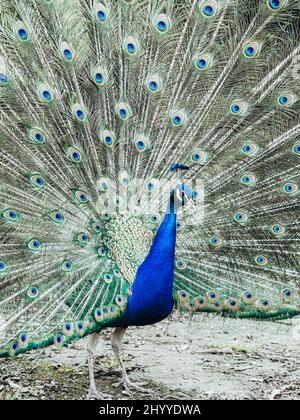 Männlicher Pfau mit hellem Gefieder breitete seinen Schwanz im Freien aus. Der Pfau tanzt mit seinen offenen Federn. Stockfoto