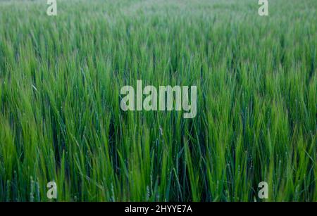 Grünes Feld für Gerstenkulturen, das bei kaltem Licht auf dem Bauernhof wächst Stockfoto