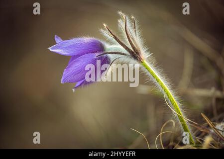 Pulsatilla grandis, die große Pasqué-Blume. Lila Blume auf einem verschwommenen Hintergrund im Frühling. Stockfoto