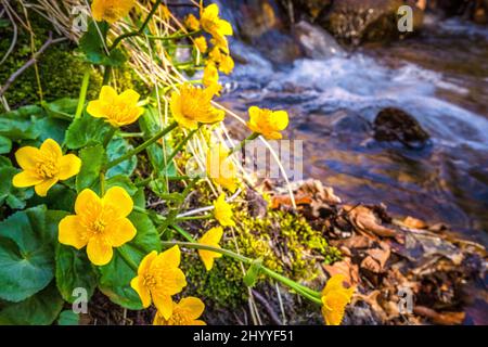 Marsh-Ringelblume oder Königspelz (Caltha palustris lateinischer Name), mehrjährige krautige Pflanze. Gruppe von gelben Blüten, die am Bach wachsen. Stockfoto