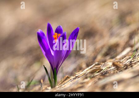 Crocus Vernus, lila blühende Pflanze in Nahaufnahme. Stockfoto