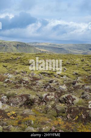 Malerische grüne Lavafelder im Herbst in der Nähe des Fjadrargljufur Canyon in Island. Grünes Moos auf vulkanischen Lavasteinen. Einzigartige Lavafelder wachsen nach Laki volc Stockfoto