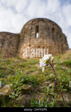 Nahaufnahme einer Blume namens 'Diplomaxis erucoides' oder einer weißen Rakete Stockfoto