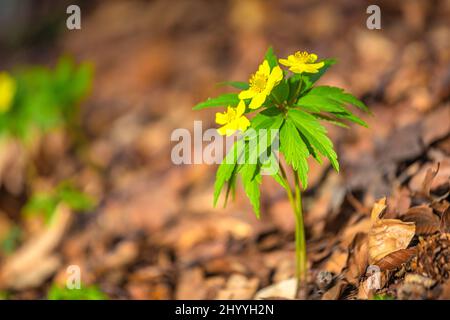 Die gelbe Anemone, Anemone ranunculoides lateinischer Name. Blume auf verschwommenem Hintergrund im Wald. Stockfoto