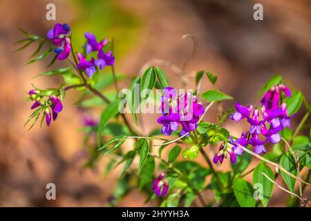 Die Frühlingserde, Lathyrus vernus lateinischer Name. Blume auf verschwommenem Hintergrund im Wald. Stockfoto