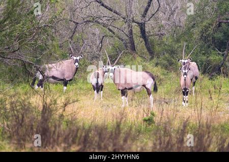 Gemsbok oder südafrikanischer Oryx, Oryx Gazella, frei Roaming in einem 800 Hektar großen privaten Reservat im Süden von Texas, USA. Stockfoto