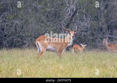 Ein männlicher Red Lechwe, Kobus Leche, der frei in einem 800 Hektar großen privaten Reservat im Süden von Texas, USA, unterwegs ist. Männliche Lechwes werden Widder und Weibchen genannt Stockfoto