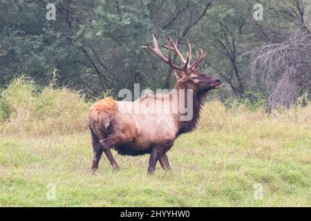 Ein Elch oder Wapiti, Cervus canadensis, roaming frei in einem 800 Hektar großen privaten Reservat im Süden von Texas, USA. Stockfoto