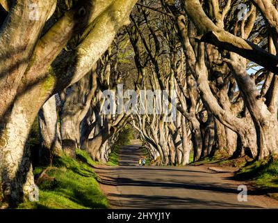 The Dark Hedges Stranocum County Antrim Nordirland Stockfoto