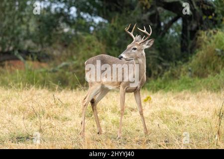 Ein junger Mann oder Buck Weißschwanzhirsch, Odocoileus virginianus, in der Nähe des Goose Island State Park in Texas. Stockfoto