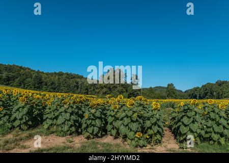 Große und riesige Sonnenblumen in Reihen auf einem Feld auf einem Bauernhof in den Bergen im Herbst an einem klaren, sonnigen Tag Stockfoto