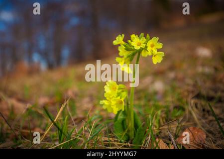 Cowslip Primel, lateinischer Name Primula veris. Gelbe Blume auf unscharfem Hintergrund.