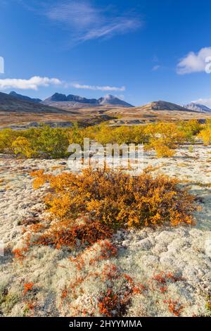 Zwergbirke (Betula nana) und Rentierbecher Flechten / Moos auf der Tundra im Herbst bei Døråldalen, Rondane Nationalpark, Innlandet, Oppland, Norwegen Stockfoto