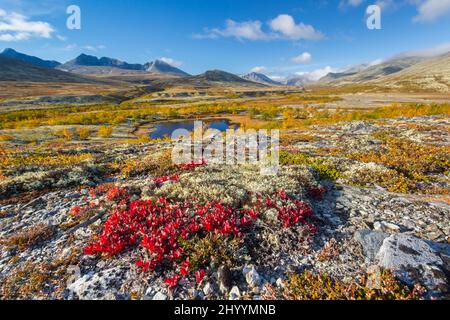 Rote Blätter der alpinen Bärbeere (Arctous alpina) auf der Tundra im Herbst bei Døråldalen, Rondane National Park, Innlandet, Oppland, Norwegen Stockfoto