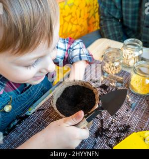 Anpflanzung junger Setzlinge in Torftöpfen. Pfefferkeimlinge im Frühling pflücken. Die Verpflanzung von Setzlingen aus Torfpellets in einen Topf. Ein Weibchen Stockfoto