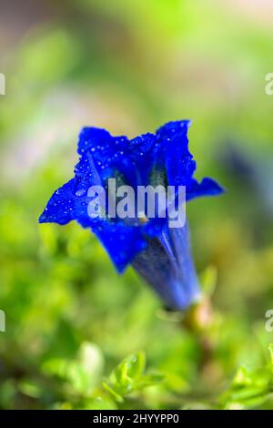 Gentiana clusii, auch bekannt als Clusius gentian oder Blume der süßen Dame. Blaue Blume mit Wassertropfen in Nahaufnahme auf unscharfem Hintergrund. Stockfoto