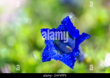 Gentiana clusii, auch bekannt als Clusius gentian oder Blume der süßen Dame. Blaue Blume mit Wassertropfen in Nahaufnahme auf unscharfem Hintergrund. Stockfoto