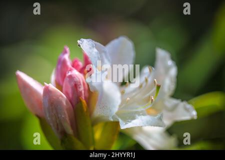 Rhododendron blüht mit Wassertropfen in Nahaufnahme auf verschwommenem Hintergrund. Stockfoto