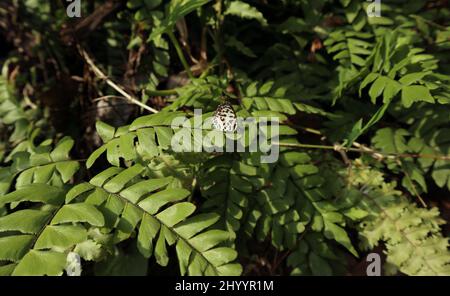 Ein gewöhnlicher Pierrot-Schmetterling ruht auf einem Farnbroschüre auf Sonnenlicht Stockfoto