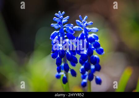 Muscari - Traubenhyazinthen Blumen mit Wassertropfen in einer Nahaufnahme auf verschwommenem Hintergrund. Stockfoto