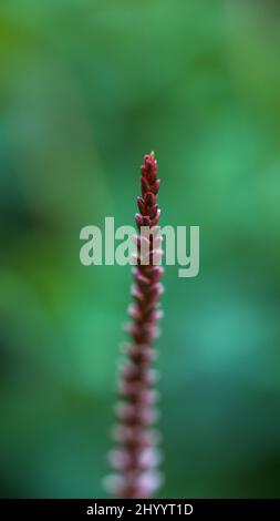 Vertikale Aufnahme eines Persicaria amplexicaulis-Blütenstachels Stockfoto