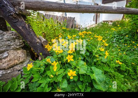 Marsh-Ringelblume oder Königspokal (Caltha palustris lateinischer Name), mehrjährige krautige Pflanze, Gruppe von gelben Blüten, die am Haus wachsen. Stockfoto