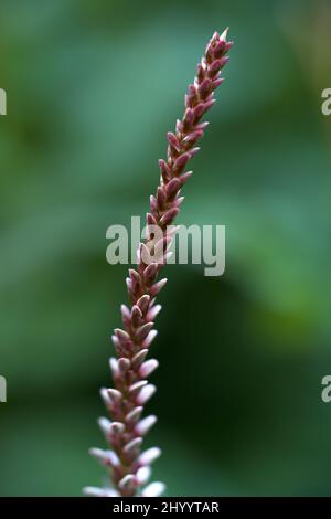 Vertikale Aufnahme eines Persicaria amplexicaulis-Blütenstachels Stockfoto