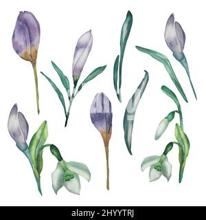 Lila Frühlingsblumen Aquarell Set isoliert. Handbemalte violette Pflanzen, Wildblumen Schneeglöckchen, Krokus, grüne Blätter Zusammensetzung für Gruß templ Stockfoto