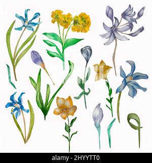 Lila Frühlingsblumen gelb Aquarell auf weißem Hintergrund gesetzt. Handbemalte Wildblumen Muscari. primula. bluebell, grüne Blätter Zusammensetzung für gr Stockfoto