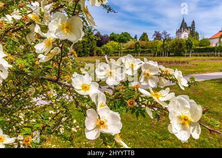 Eine wilde Rose (Rosa canina), weiße Blüten aus der Nähe. Stockfoto