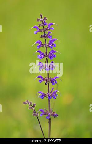 Blume von Salvia officinalis, auch bekannt als Gartensalbei, auf verschwommenem Hintergrund in der Nahaufnahme. Stockfoto