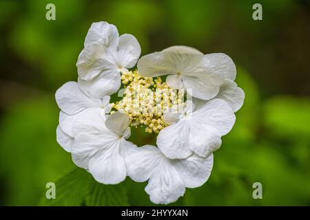 Viburnum opulus, Blume auch als Wacholderrose bezeichnet, blühende Pflanze in Nahaufnahme auf verschwommenem Hintergrund. Stockfoto