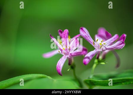 Die Blüten der Lonicera tatarica, auch als Tatarische Geißbohne bekannt, in der Nahaufnahme auf einem unscharfen Hintergrund. Stockfoto