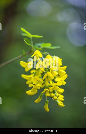 Blüten von gelber Glyzinie in Nahaufnahme auf verschwommenem Hintergrund. Stockfoto