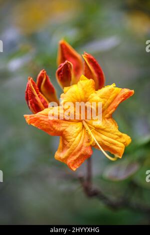 Azaleen-Orangenblüte in Nahaufnahme auf unscharfem Hintergrund. Stockfoto