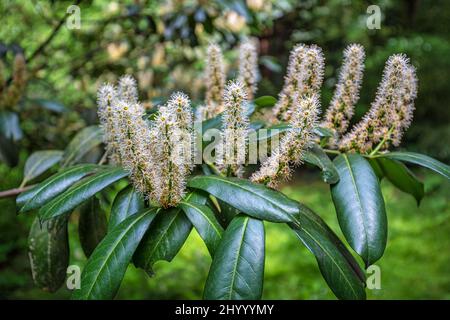 Laub und Blüten von Prunus laurocerasus, auch bekannt als Kirschbaum, in Nahaufnahme auf verschwommenem Hintergrund. Stockfoto