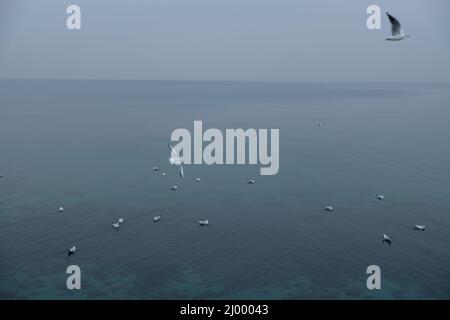 Eine Möwenschar auf dem Meer kämpft um Nahrung. An der Ostsee. Stockfoto