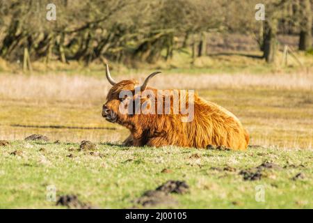 Nahaufnahme einer liegenden, wiederkäuenden schottischen Highlander-Kuh im Naturschutzgebiet Eextveld bei Anderen in der niederländischen Provinz Drenthe mit guter Entwicklung Stockfoto