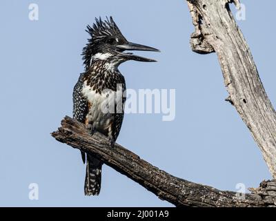 Riesiger Eisfischer an einer Zweigstelle, Lake Panic, Kruger National Park, Südafrika Stockfoto