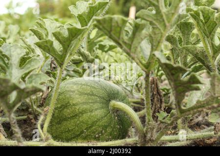 Eine grüne Wassermelong mit Blättern bei einer Pflanze im Gemüsegarten in der Nähe Stockfoto