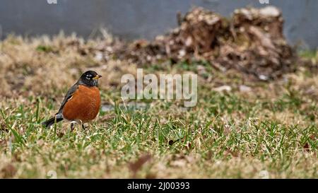 Der erste Robin des Frühlings.der amerikanische Rotkehlchen.Eine große nordamerikanische Drossel, ist einer der bekanntesten Singvögel im Osten der Vereinigten Staaten. Stockfoto