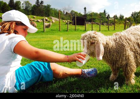 Ein junges Mädchen füttert ein Lamm Stockfoto