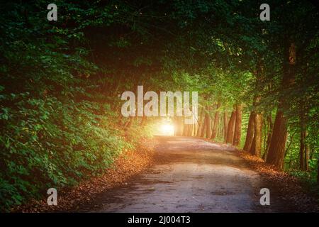 Magischer Tunnel und Pfad durch einen dichten Wald glühende durch Sonnenlicht. Der Weg von Sträuchern umrahmt. Dramatische und wunderschöne Szene. Ort Ternopil Stockfoto